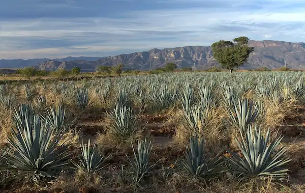 Tequila Jalisco Mexico